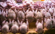 قیمت انواع گوشت ماکیان در بازار ؛ هر کیلو غاز ۷۰۰ هزار تومان،‌ خروس محلی ۳۵۰ هزار تومان!