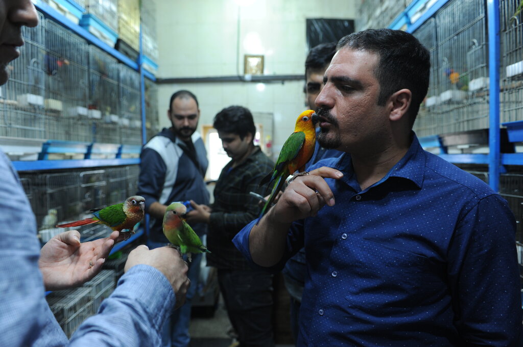یک بازار پر از پرنده در جنوب تهران 