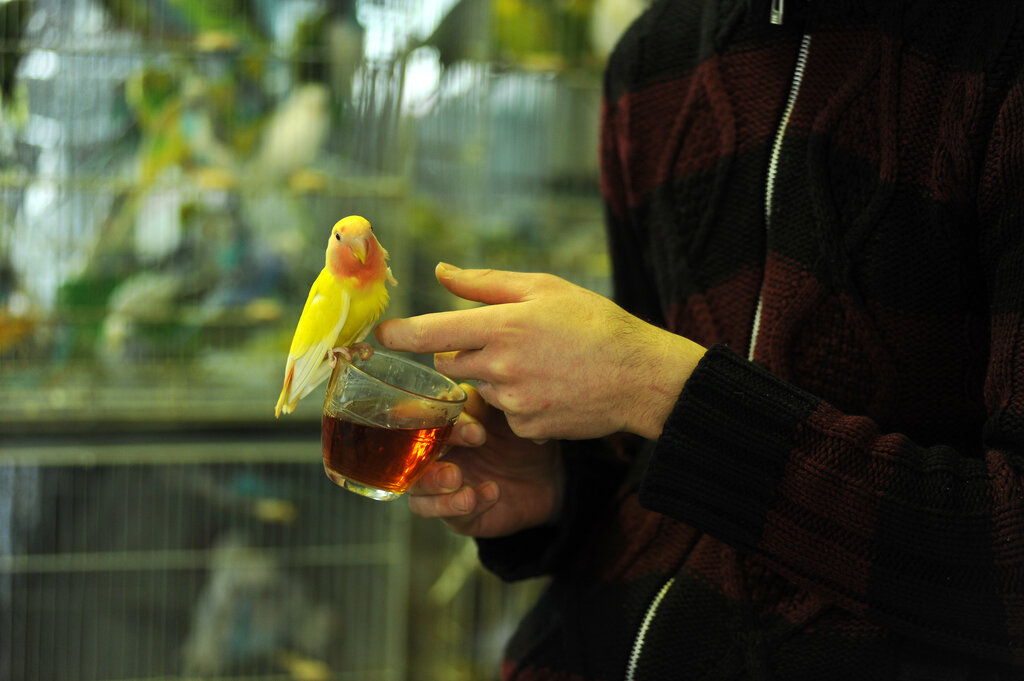 یک بازار پر از پرنده در جنوب تهران