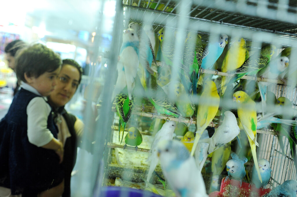 یک بازار پر از پرنده در جنوب تهران