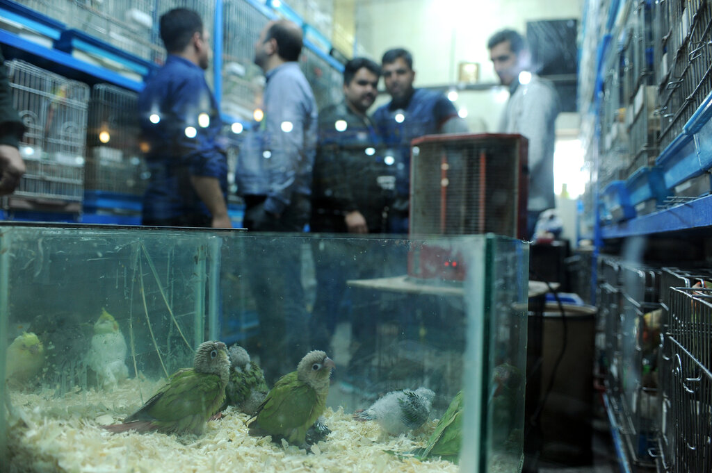 یک بازار پر از پرنده در جنوب تهران