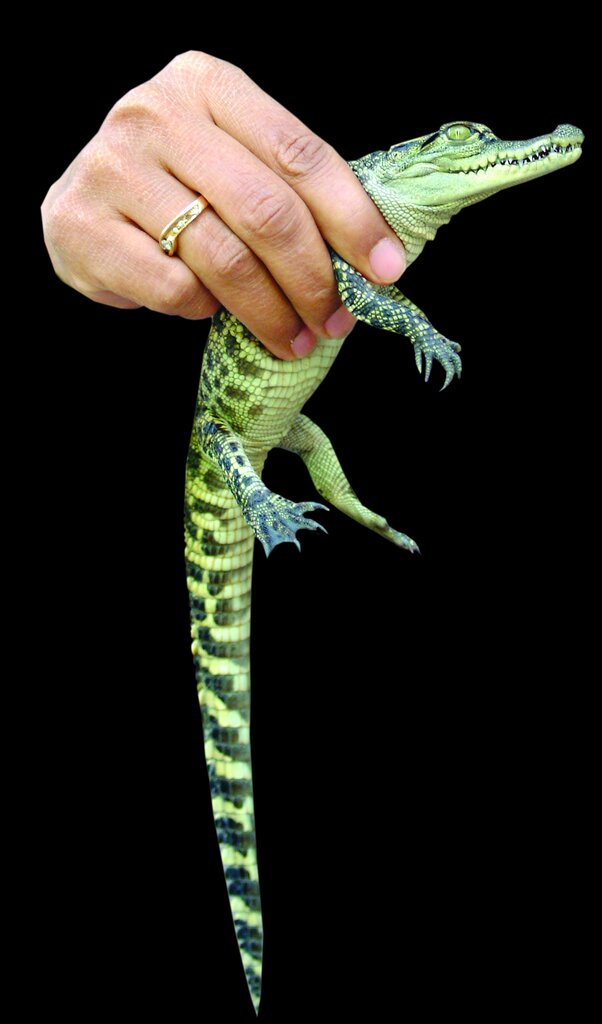 داستان باورنکردنی یک زن ایرانی | این زن نخستین پرورش دهنده کروکودیل در ایران است