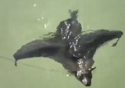 ببینید | شنا کردن عجیب یک خفاش | ویدئویی که پربازدید شد
