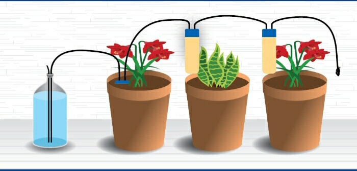آبیاری هوشمند گیاهان در زمان مسافرت بدون برق و باتری | با این روش‌ها بدون نگرانی از خشک شدن گل‌هایتان به سفر بروید | ۶ ترفند برای آبیاری گیاهان در سفر