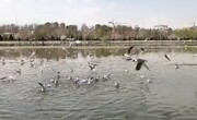 ببینید | هیاهوی دوباره پرندگان مهاجر در سی‌وسه پل اصفهان
