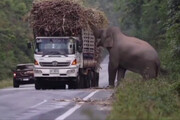 ببینید | لحظه ای دیدنی از سرقت توسط فیل ها | جاده برای سرقت بسته شد!