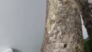 ببینید | استتار باورنکردنی مارمولک غول‌پیکر روی تنه درخت!