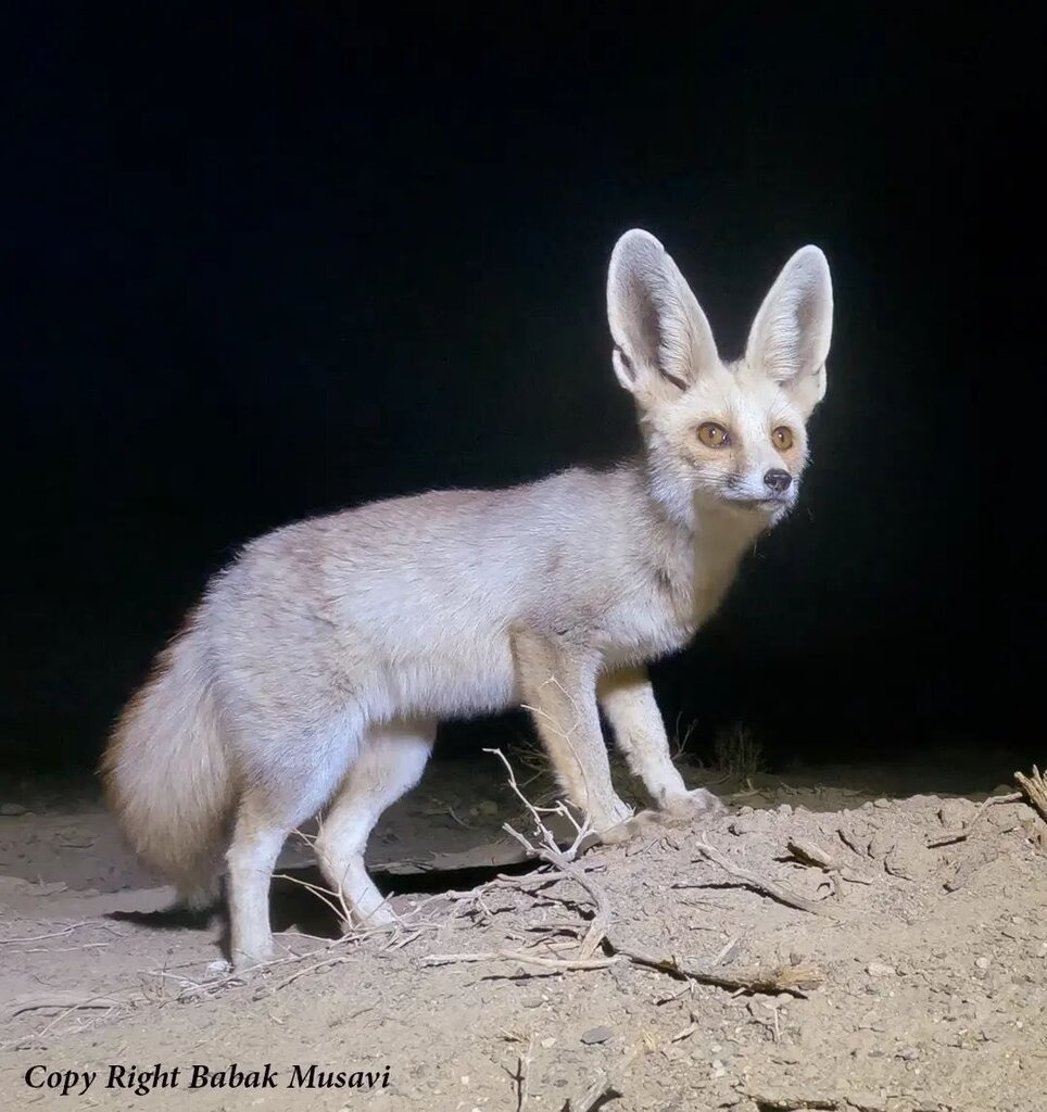 عکس | زیباترین روباه ایران را ببینید