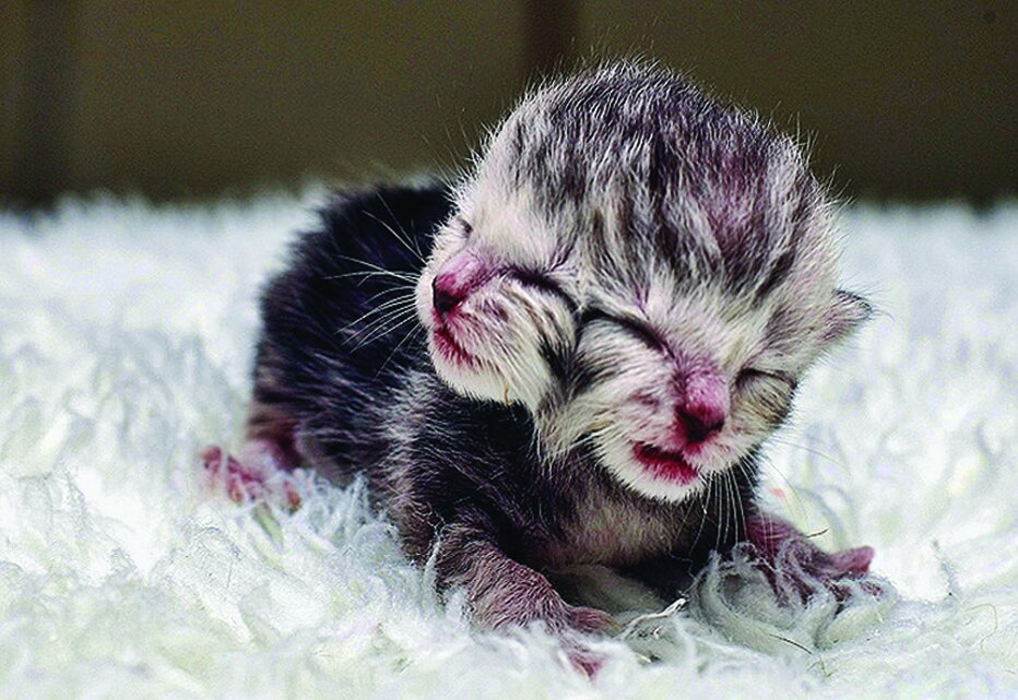 تصاویر | این موجودات فتوشاپی نیستند | موجوداتی که با دو سر به دنیا میآیند