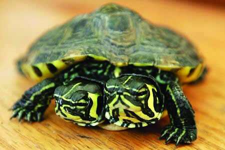 تصاویر | این موجودات فتوشاپی نیستند | موجوداتی که با دو سر به دنیا میآیند