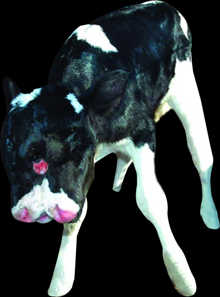 تصاویر | این موجودات فتوشاپی نیستند | موجوداتی که با دو سر به دنیا میآیند