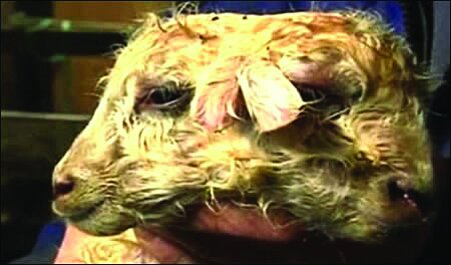 تصاویر | این موجودات فتوشاپی نیستند | موجوداتی که با دو سر به دنیا میآیند