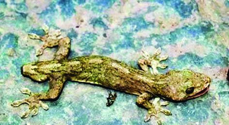 تصاویر | این موجودات فتوشاپی نیستند | موجوداتی که با دو سر به دنیا میآیند