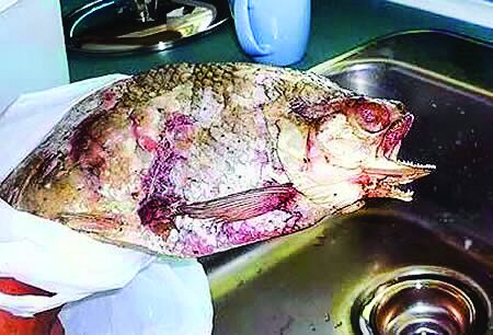 تصاویر | این موجودات فتوشاپی نیستند | موجوداتی که با دو سر به دنیا میآیند