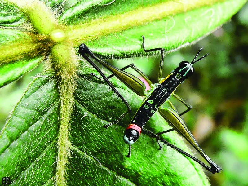 تصاویر | این موجودات فتوشاپی نیستند | موجوداتی که با دو سر به دنیا میآیند
