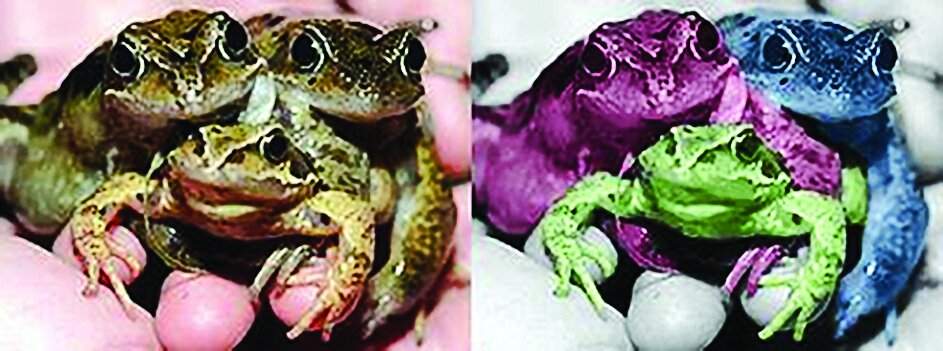 تصاویر | این موجودات فتوشاپی نیستند | موجوداتی که با دو سر به دنیا میآیند