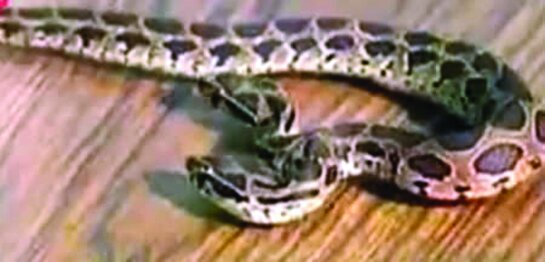 تصاویر | این موجودات فتوشاپی نیستند | موجوداتی که با دو سر به دنیا میآیند