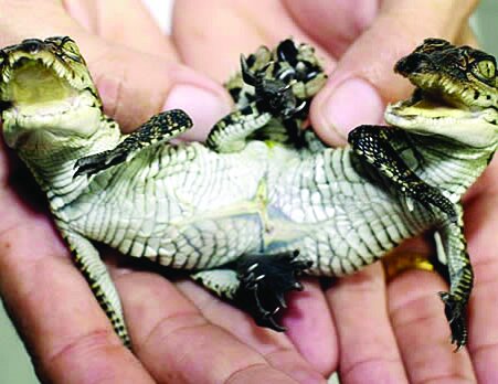 تصاویر | این موجودات فتوشاپی نیستند | موجوداتی که با دو سر به دنیا میآیند