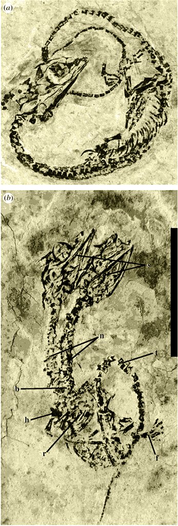 تصاویر | این موجودات فتوشاپی نیستند | موجوداتی که با دو سر به دنیا میآیند