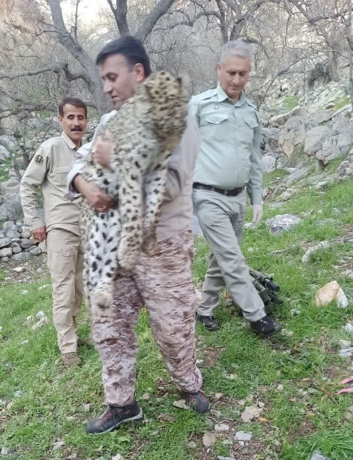 کشف لاشه یک توله پلنگ در گچساران