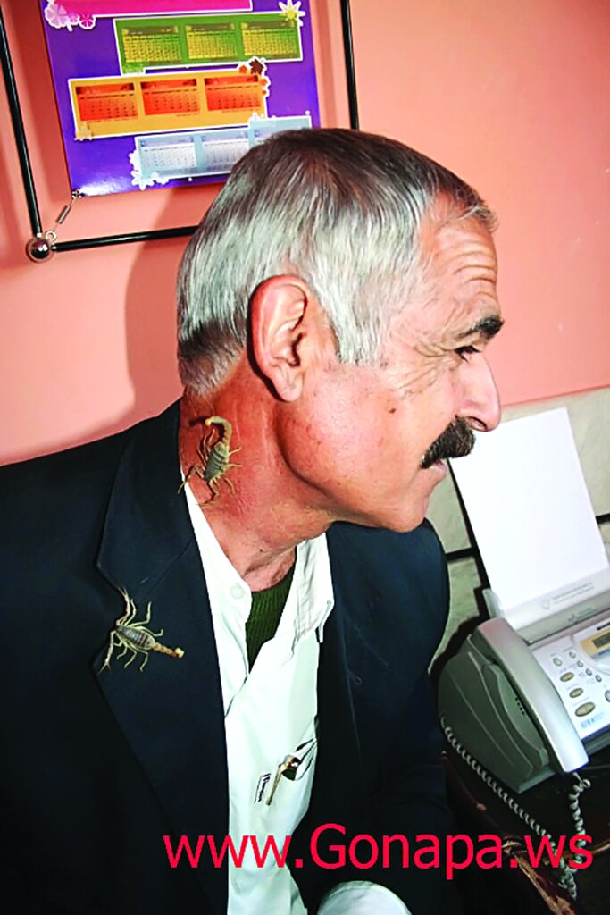 تصاویر ۱۸+ | عجیب اما واقعی ؛ نیش عقرب، تاثیری روی بدن این مرد گنابادی ندارد | او فرمانروای عقربها است | یکی از تفریحات این مرد شکار مارهای سمی است