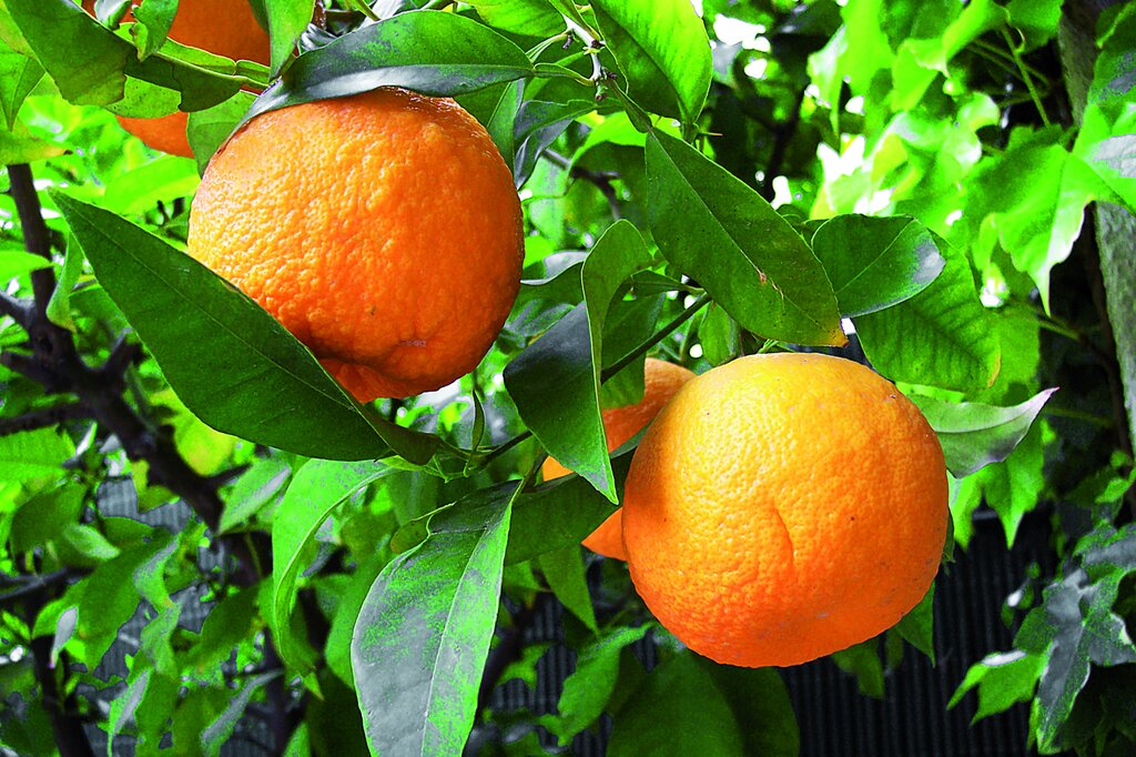 درمان های خانگی برای کاهش چربی خون