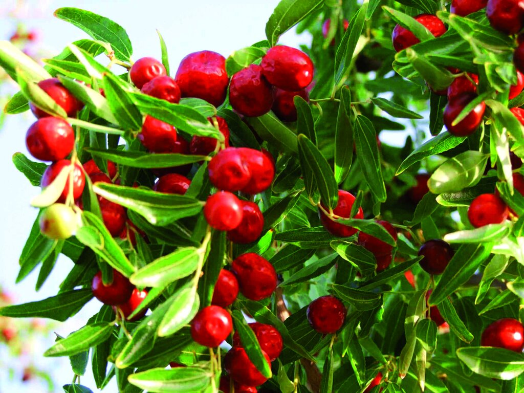 درمان های خانگی برای کاهش چربی خون