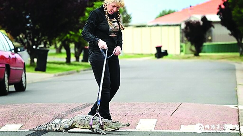 تصاویر | زندگی با عجیبترین حیوانات خانگی ؛ از مورچهخوار گرفته تا خیابان گردی با تمساح و بغل کردن ببر خانگی