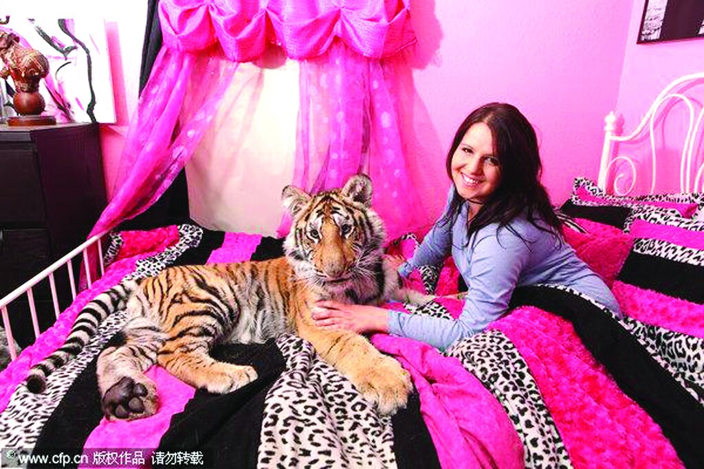 تصاویر | زندگی با عجیبترین حیوانات خانگی ؛ از مورچهخوار گرفته تا خیابان گردی با تمساح و بغل کردن ببر خانگی