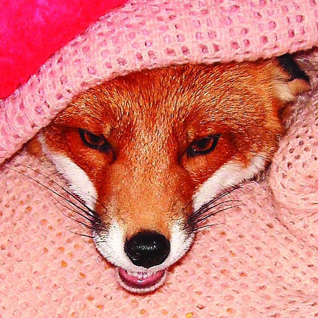 تصاویر | زندگی با عجیبترین حیوانات خانگی ؛ از مورچهخوار گرفته تا خیابان گردی با تمساح و بغل کردن ببر خانگی