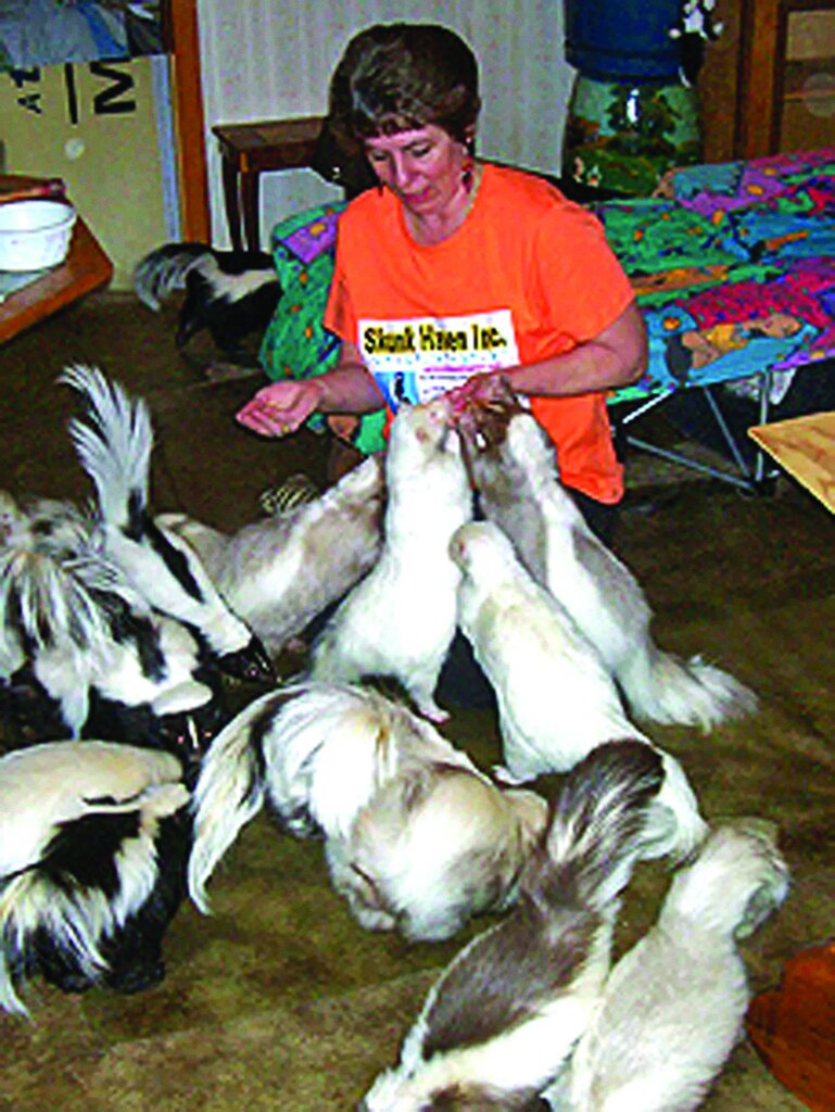 تصاویر | زندگی با عجیبترین حیوانات خانگی ؛ از مورچهخوار گرفته تا خیابان گردی با تمساح و بغل کردن ببر خانگی