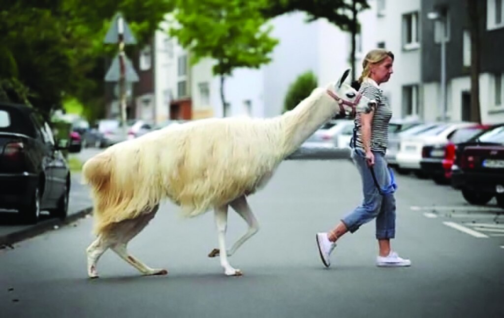 تصاویر | زندگی با عجیبترین حیوانات خانگی ؛ از مورچهخوار گرفته تا خیابان گردی با تمساح و بغل کردن ببر خانگی