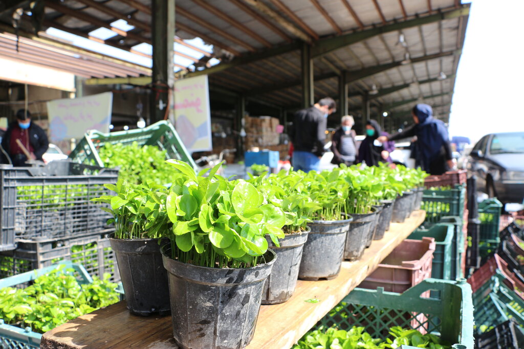 شهر ماهیهای قرمز کجاست؟ | این شرکای شب عید از کدام شهرها به تهران میرسند؟