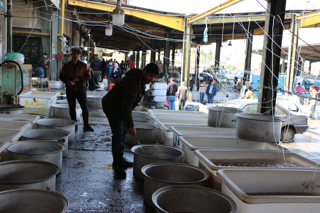 شهر ماهیهای قرمز کجاست؟ | این شرکای شب عید از کدام شهرها به تهران میرسند؟