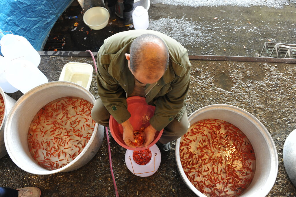 شهر ماهیهای قرمز کجاست؟ | این شرکای شب عید از کدام شهرها به تهران میرسند؟