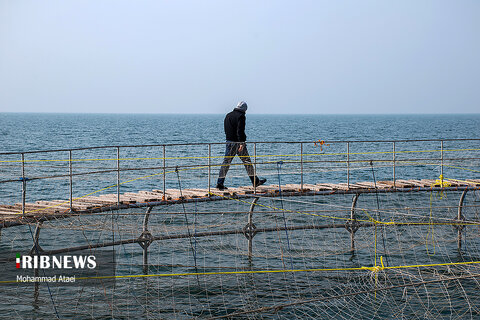 بزرگترین قفس پرورش ماهی ایران در سواحل خزر