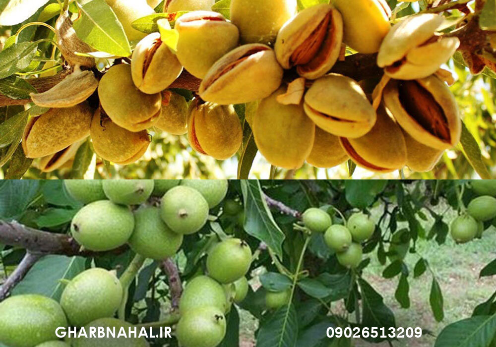 مرکز خرید نهال بادام و گردو دیرگل مقاوم به سرما