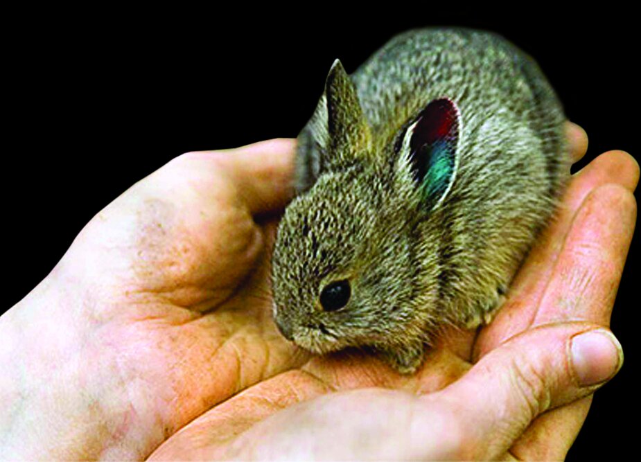 تصاویر | زیباترین خرگوشهای جهان را ببینید