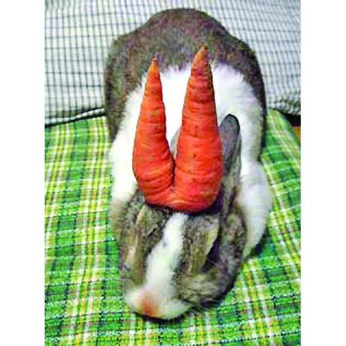 تصاویر | زیباترین خرگوش‌های جهان را ببینید