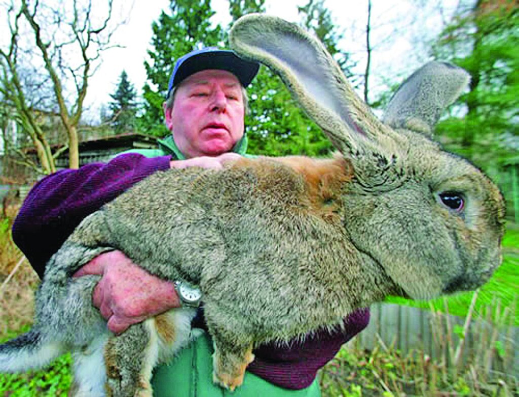 تصاویر | زیباترین خرگوشهای جهان را ببینید