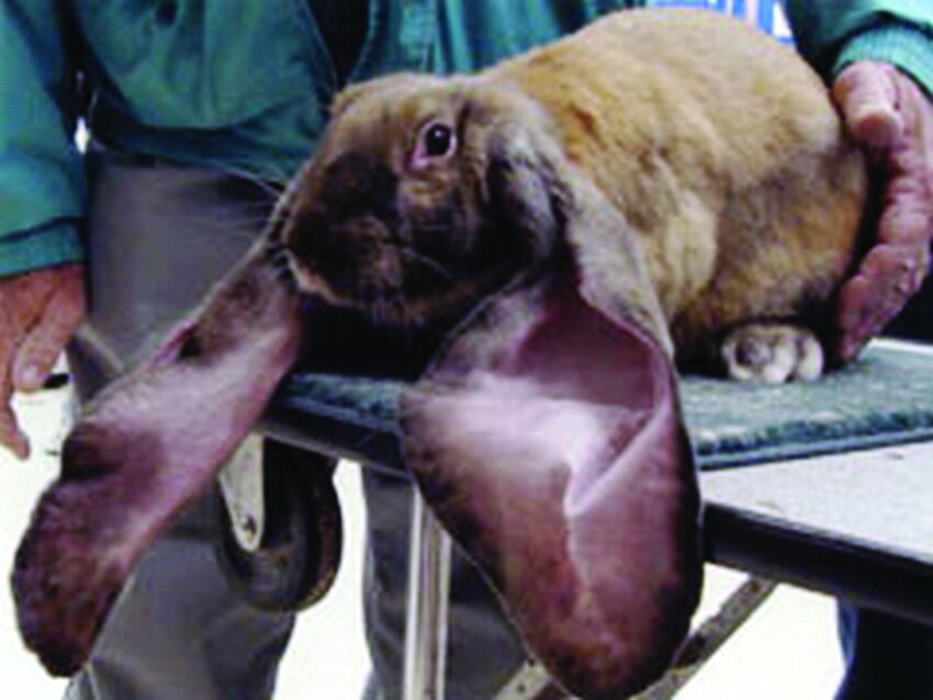 تصاویر | زیباترین خرگوشهای جهان را ببینید