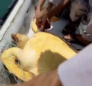 ببینید | آزادسازی لاکپشت پوزه عقابی توسط صیادان کنارک