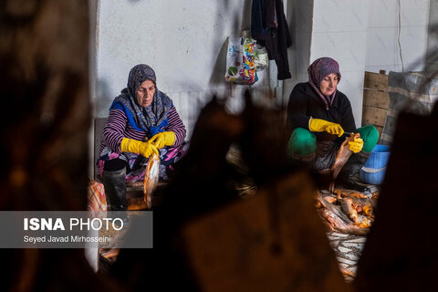 دودی کردن ماهی به روش سنتی