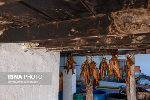 دودی کردن ماهی به روش سنتی