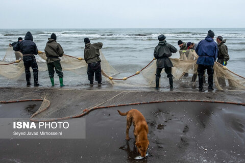 دودی کردن ماهی به روش سنتی