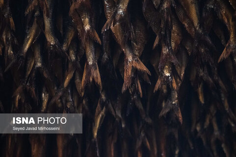 دودی کردن ماهی به روش سنتی