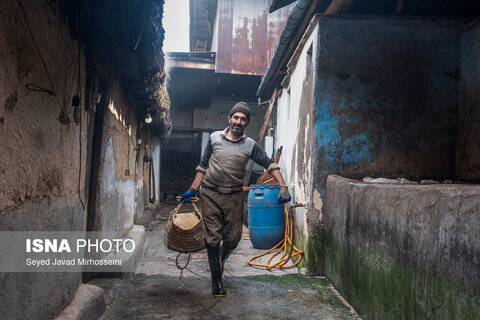 دودی کردن ماهی به روش سنتی