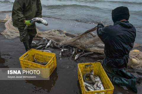 دودی کردن ماهی به روش سنتی
