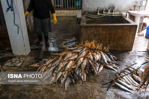دودی کردن ماهی به روش سنتی