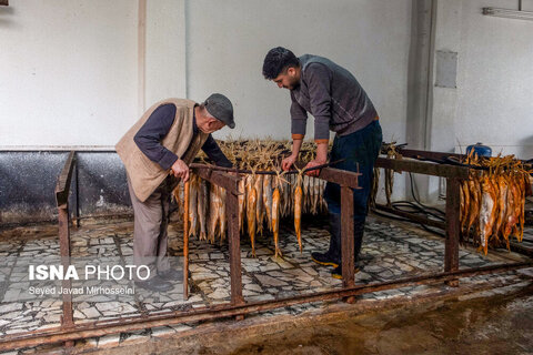 دودی کردن ماهی به روش سنتی